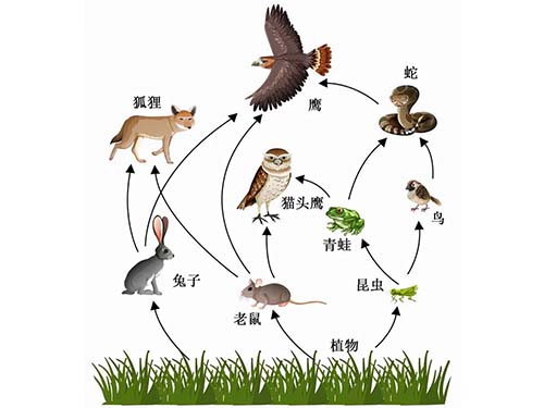 慢性鼠藥為什么比急性鼠藥安全？